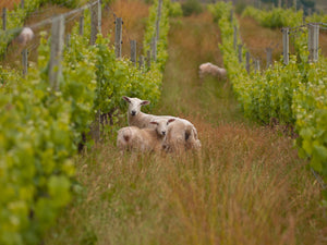 West Auckland Winery and Black Sand Day Tour