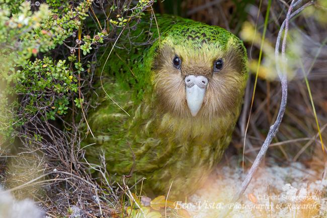 One Day Tour Auckland Kakapo