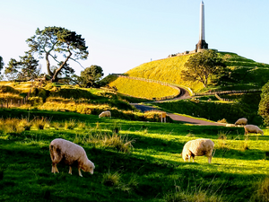 Auckland Gourmet Food and Wine One Day Tour